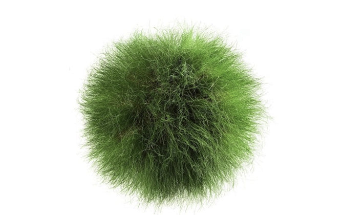 Botanical freshness of MUSEWASH MOSS laundry sheets